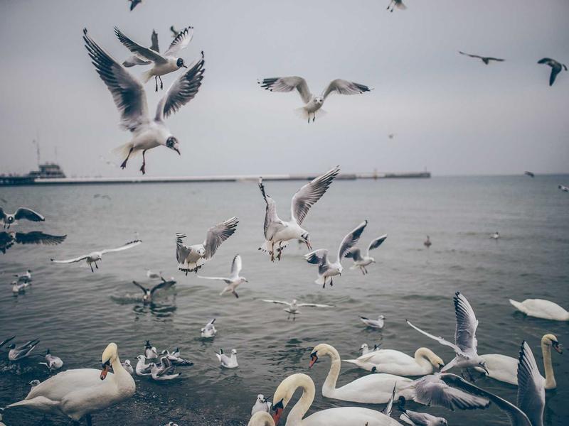 sudoku cross hatching screenshot 4